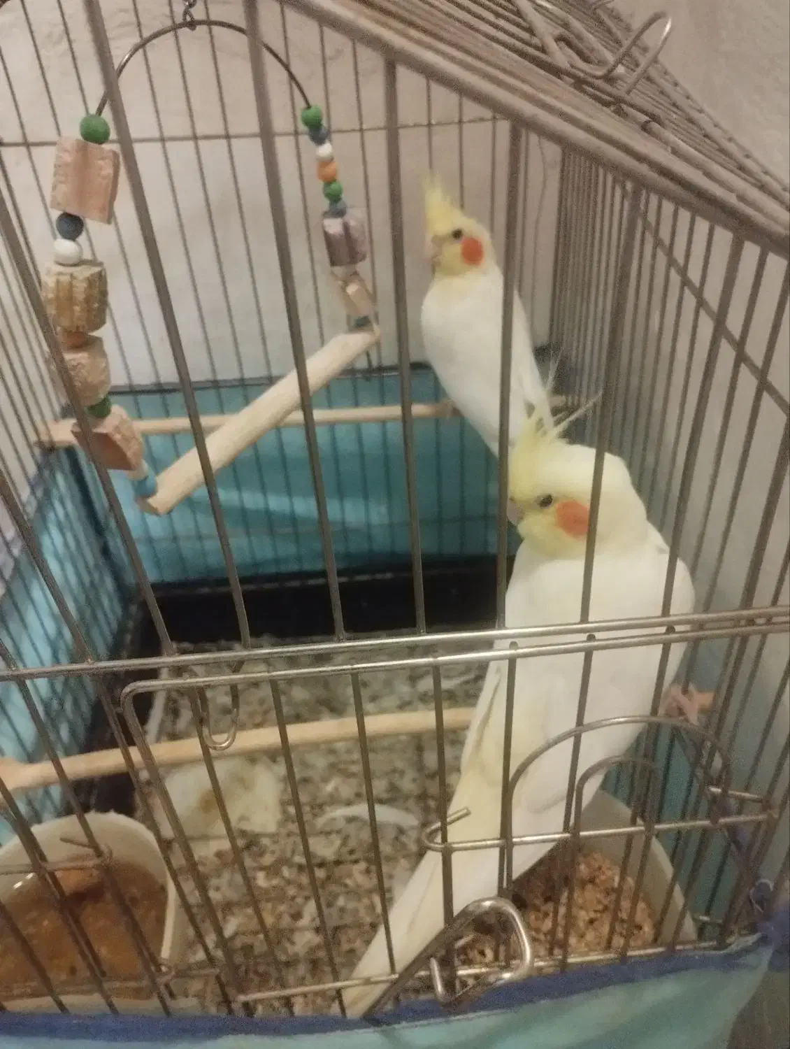 ۳ تا عروس هلندی لوتینو|پرنده|بیرجند, |دیوار