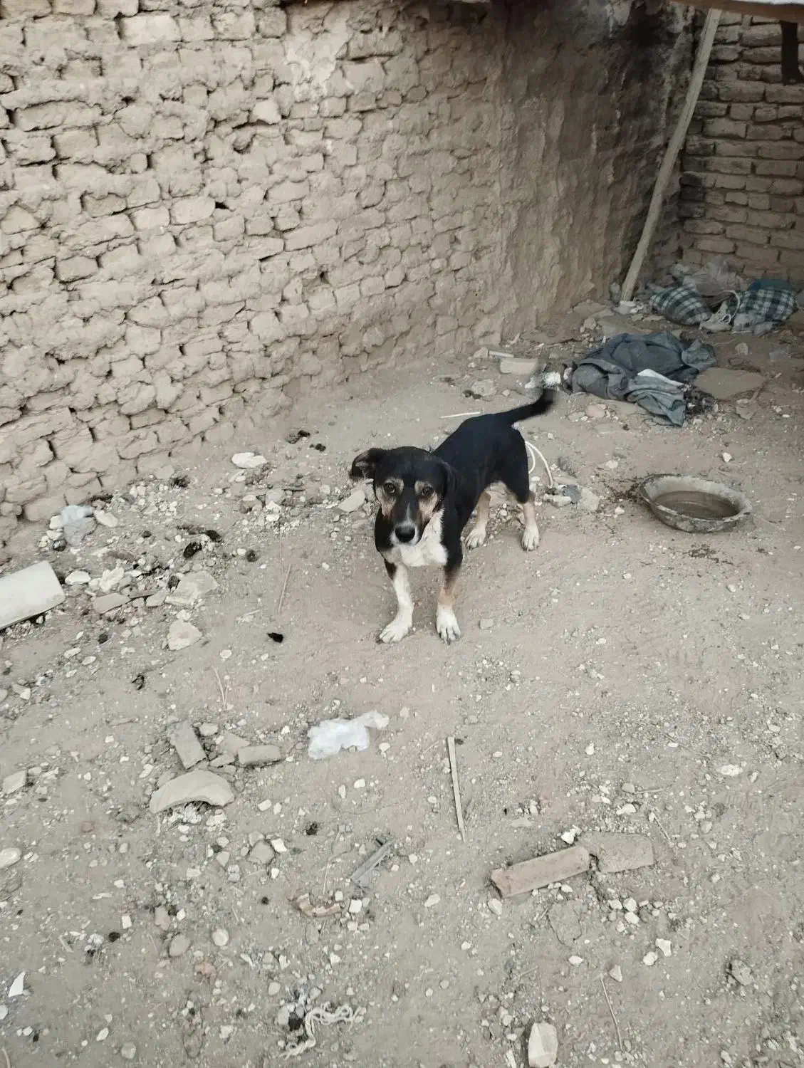 سگ باهوش|سگ|کبودرآهنگ, |دیوار