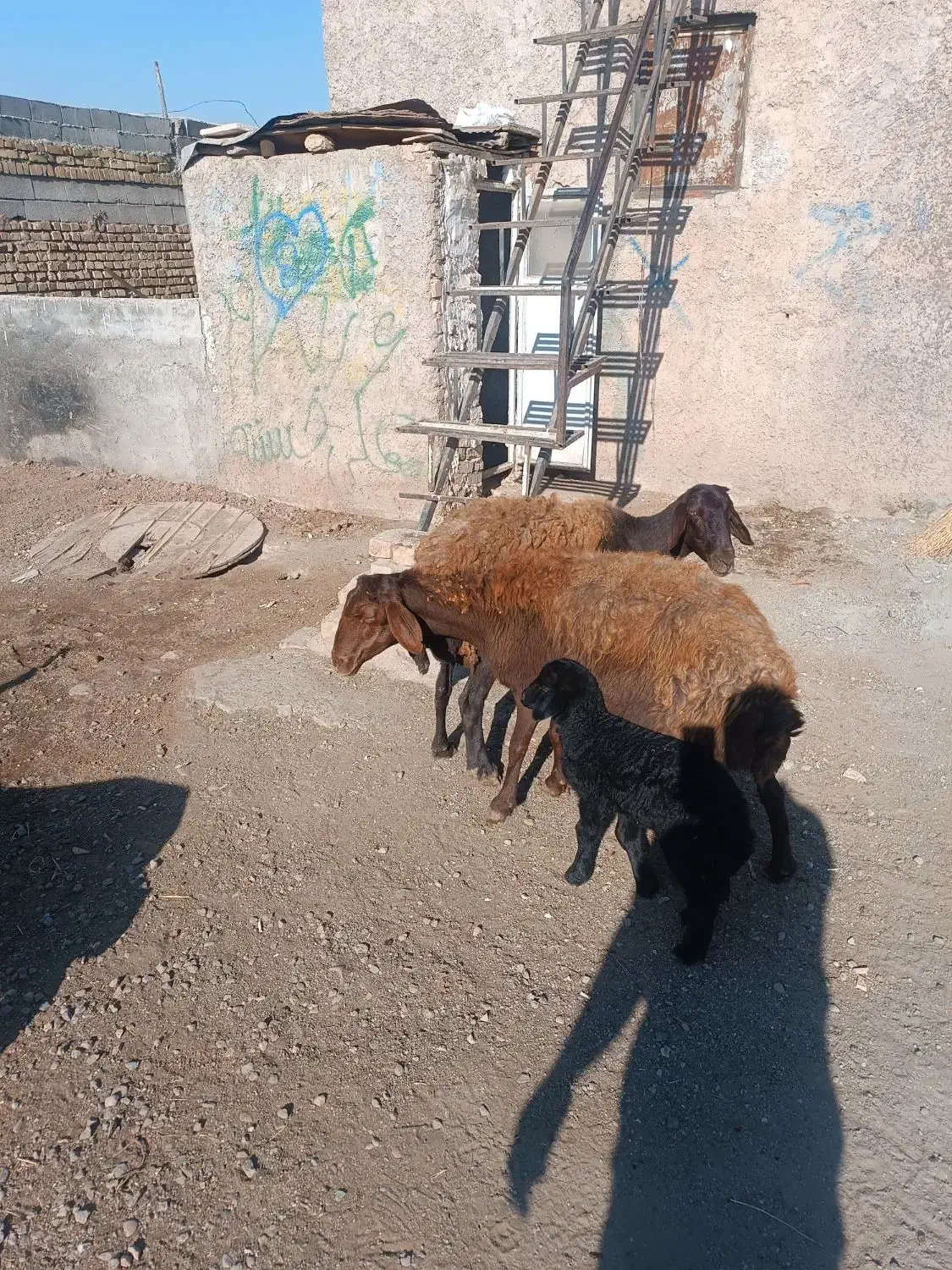 میش بره دار|حیوانات مزرعه|اقبالیه, |دیوار