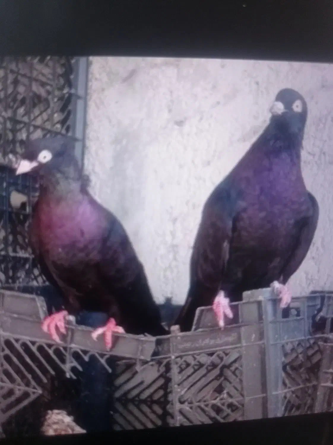 تعدادی سیاه آبادان و طوقی درجه یک|پرنده|بندر گناوه, |دیوار