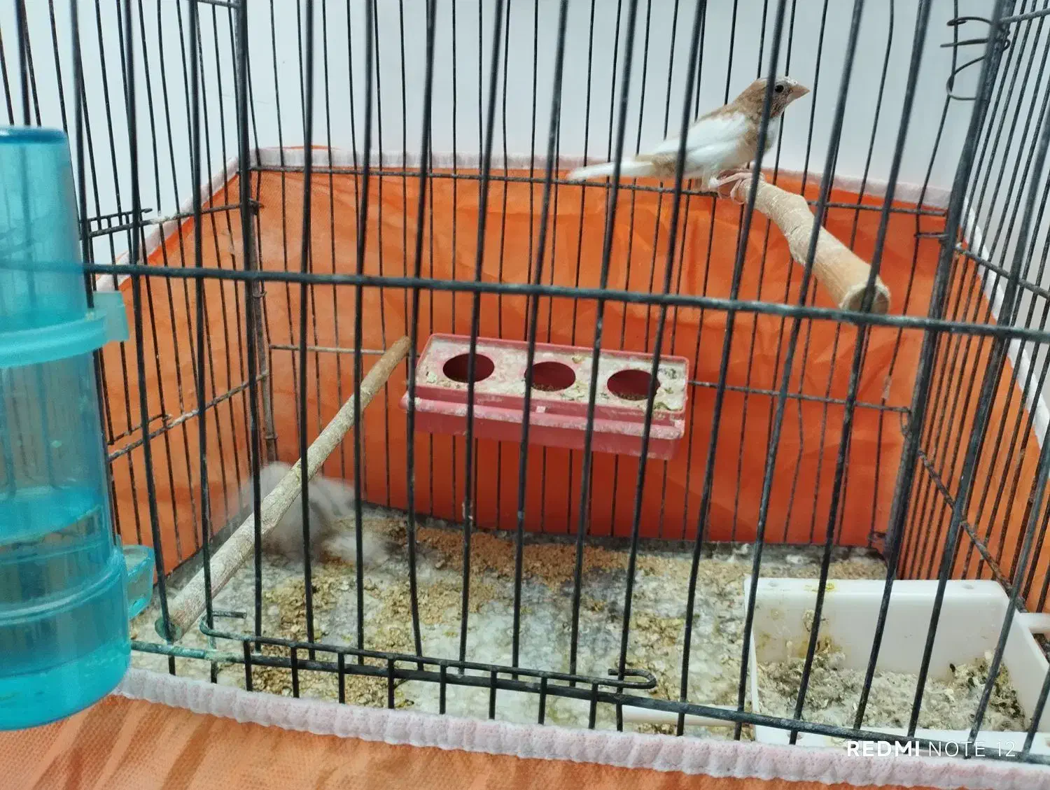 فنچ|پرنده|خمین, |دیوار