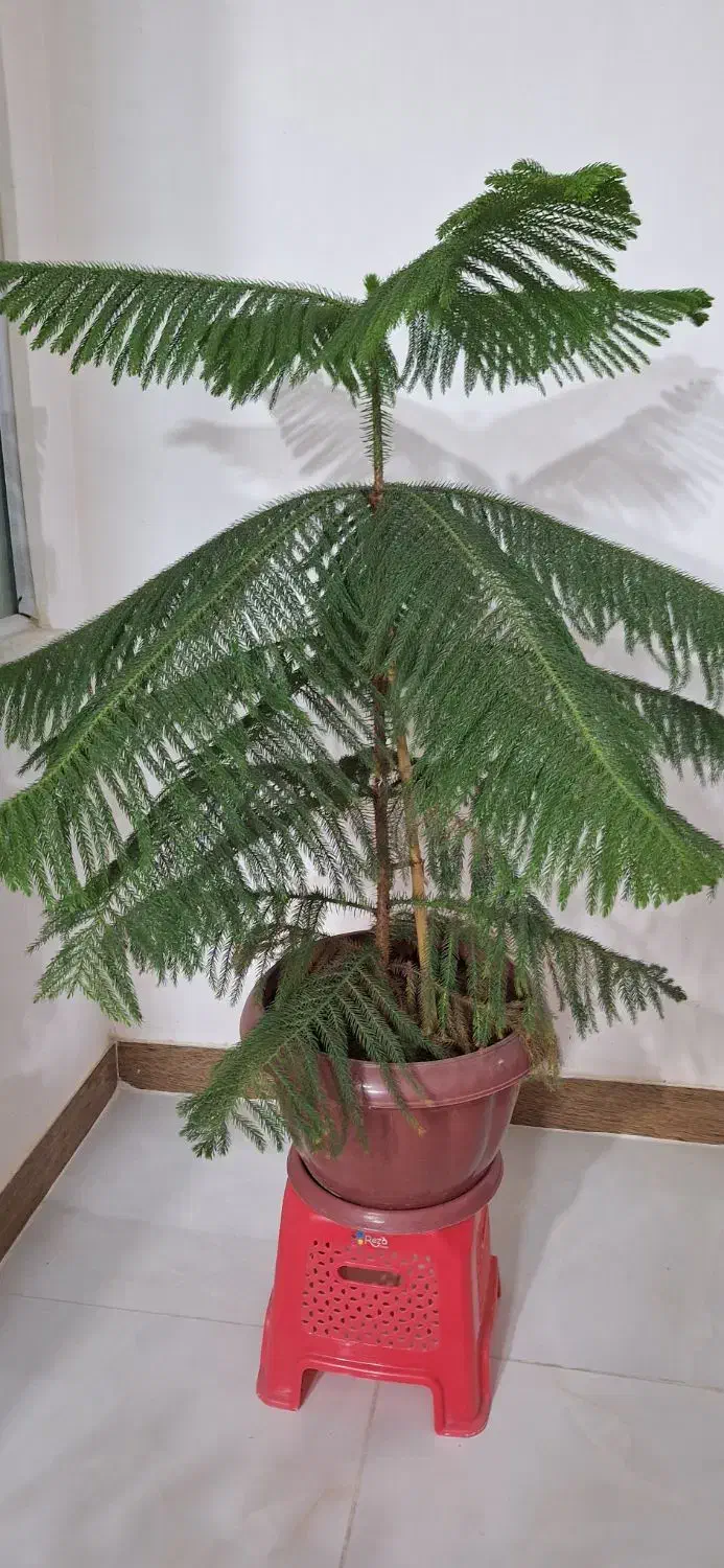 کاج مطبق|گل و گیاه طبیعی|سنقر, |دیوار