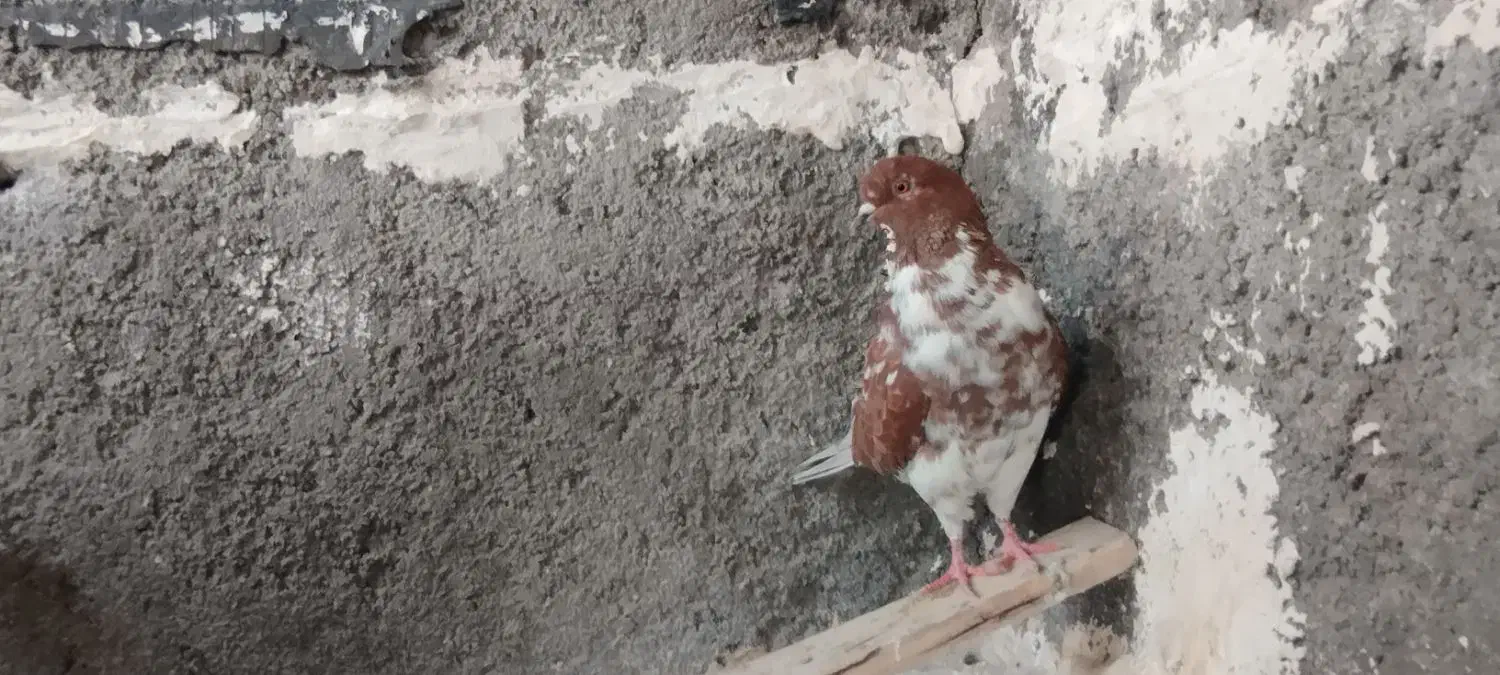 کبوتر گرگی زوردار|پرنده|هرسین, |دیوار