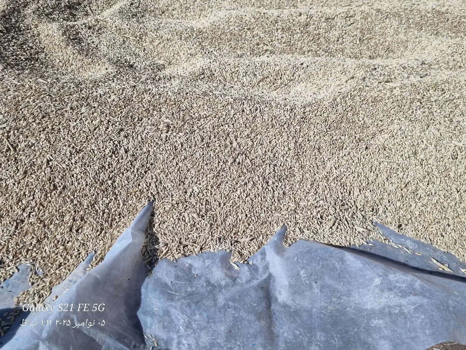 جو محلی|لوازم جانبی حیوانات|شیروان (خراسان), |دیوار