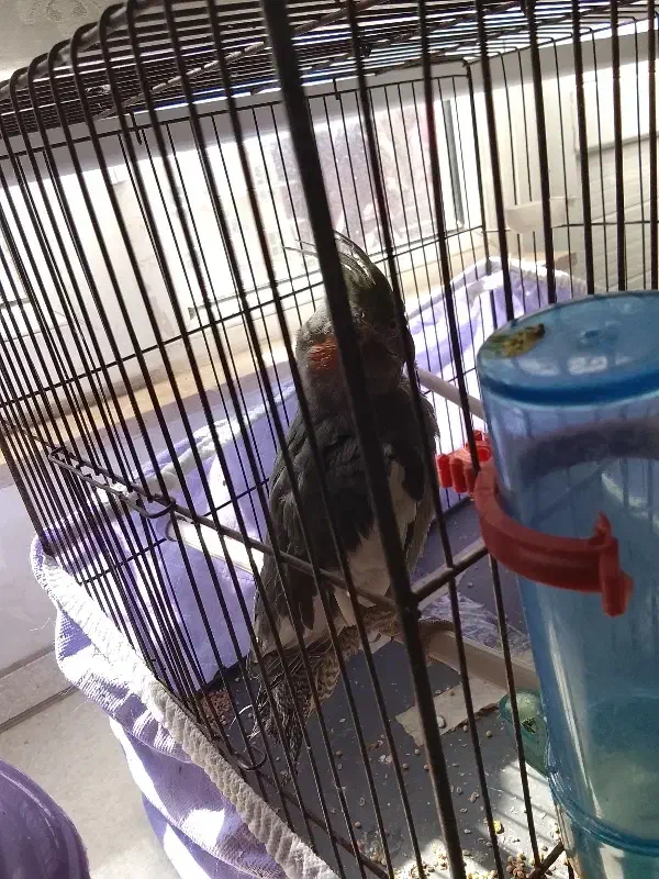 عروس هلندی|پرنده|اردبیل, |دیوار