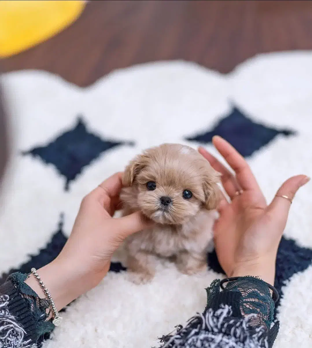 نبات|سگ|بوشهر, |دیوار