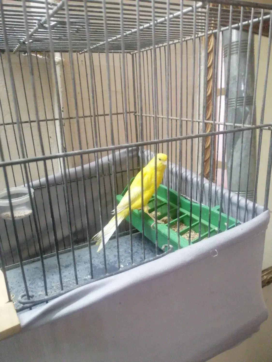 قناری نر سوپری|پرنده|فردیس, شهرک شهید حسینی|دیوار