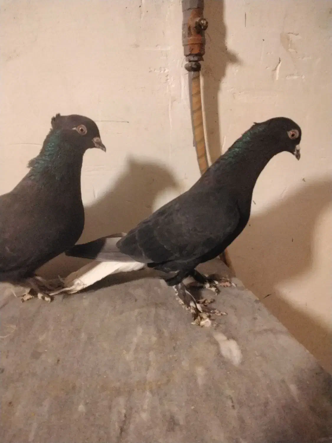 فروش جفت زاغ دمسفید|پرنده|شاهرود, |دیوار