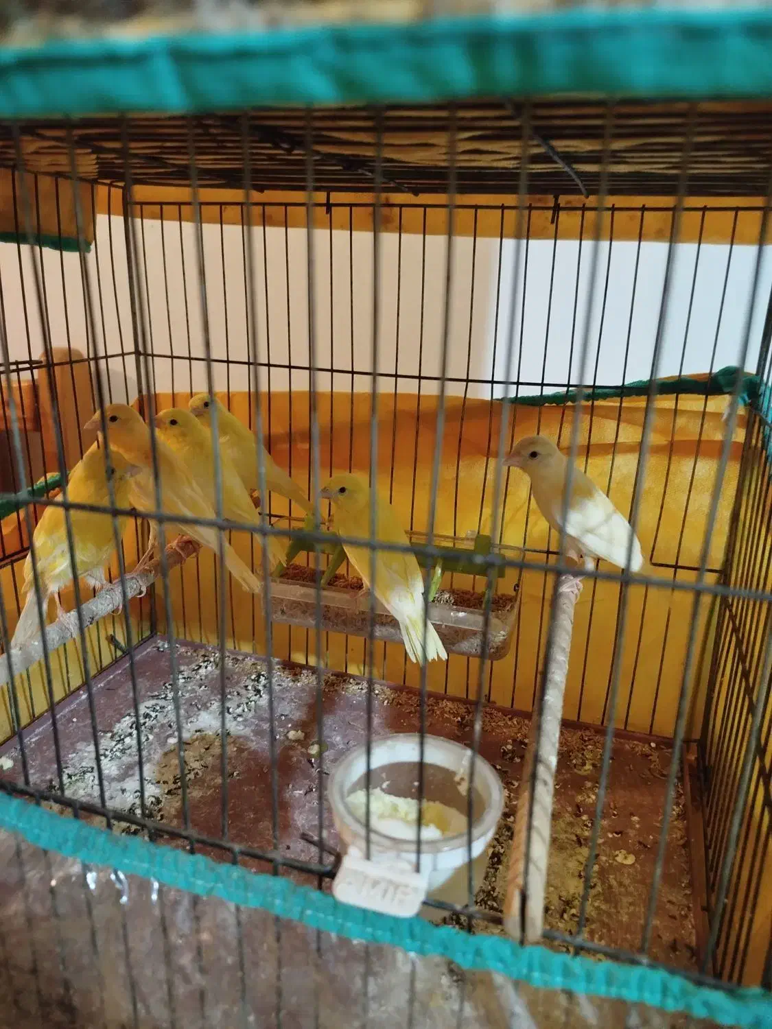 جوجه قناری|پرنده|اردبیل, |دیوار