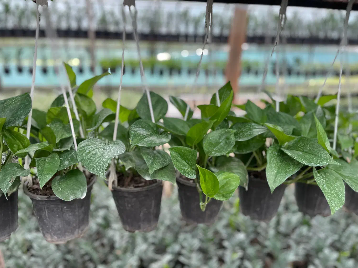 فروش عمده آگلونما برفی فیکوس بلک زاموفیلیا پتوس|گل و گیاه طبیعی|تنکابن, |دیوار