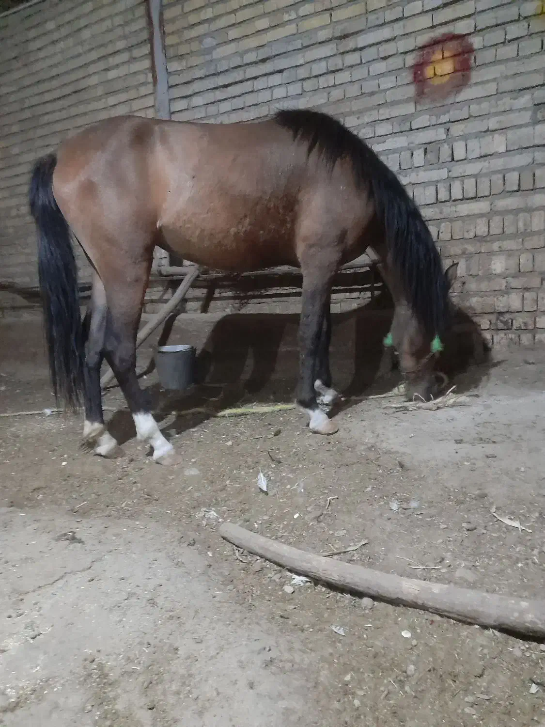 کره مادیان|اسب و تجهیزات اسب‌سواری|ملایر, |دیوار