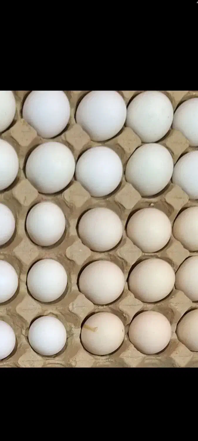 تخم مرغ گلین ریشو چهل پنگوهنی|خوردنی و آشامیدنی|شوشتر, |دیوار