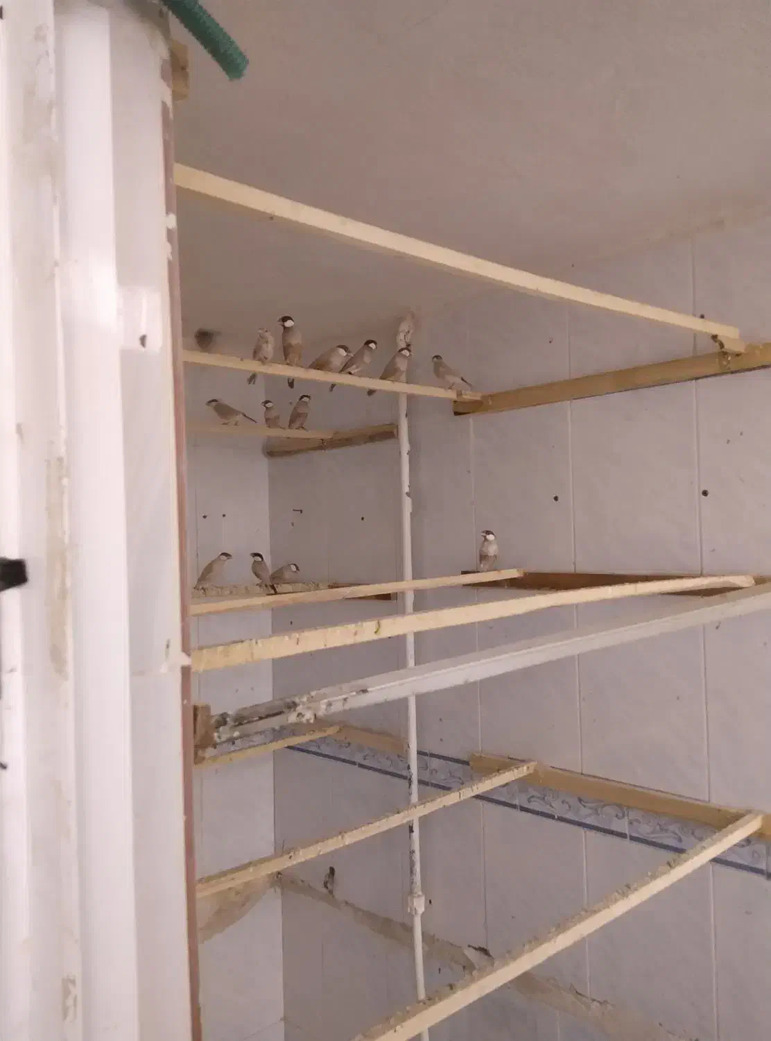 فنچ نرگس|پرنده|نیشابور, فردوس شمالی|دیوار