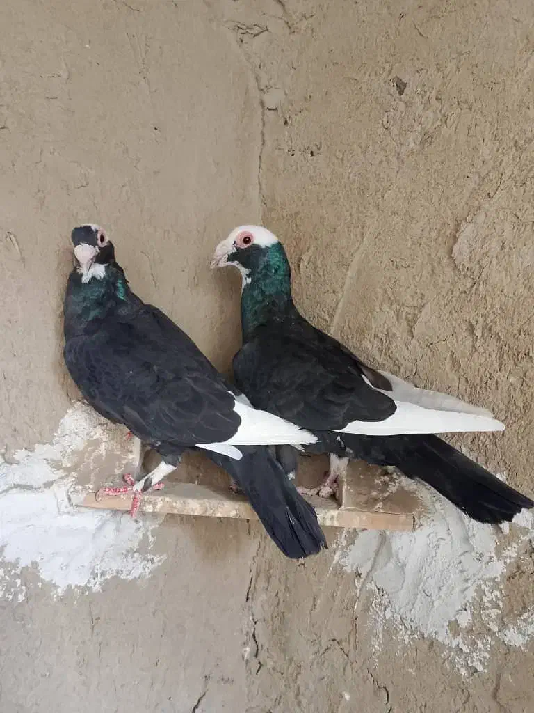 پلنگ سیاه|پرنده|زهک, |دیوار