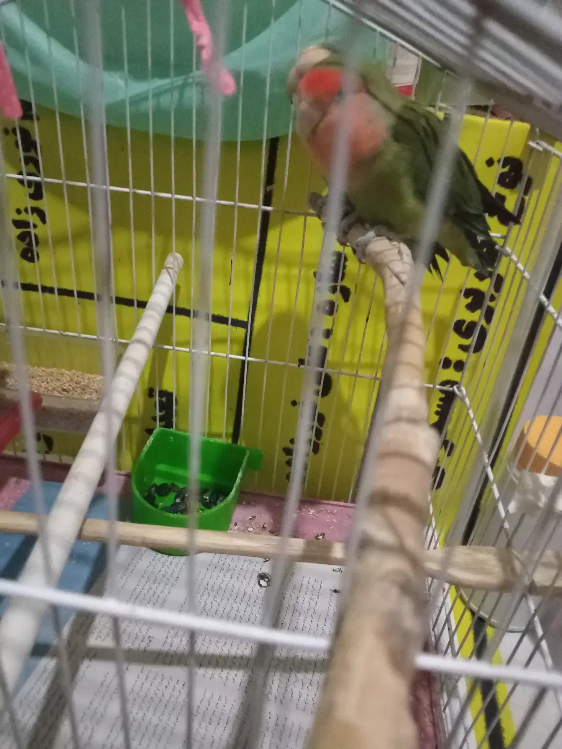 کوتوله مولدجفت|پرنده|تبریز, |دیوار