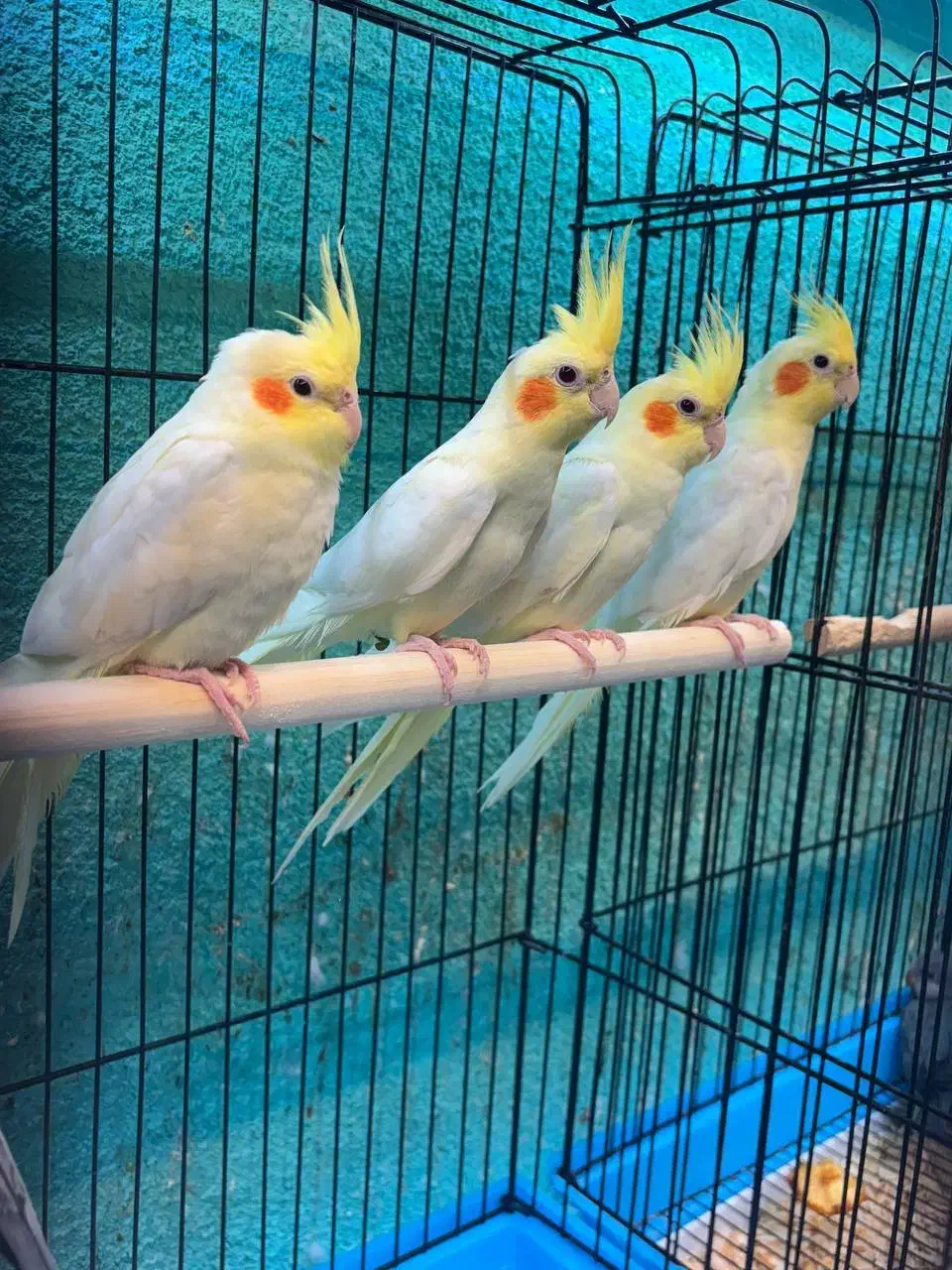 عروس هلندی در انواع رنگ فقط فقط ۶۵۰ت|پرنده|قائمشهر, |دیوار