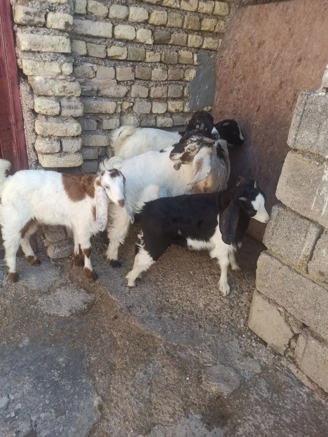 6تا بزغاله|حیوانات مزرعه|دزفول, |دیوار