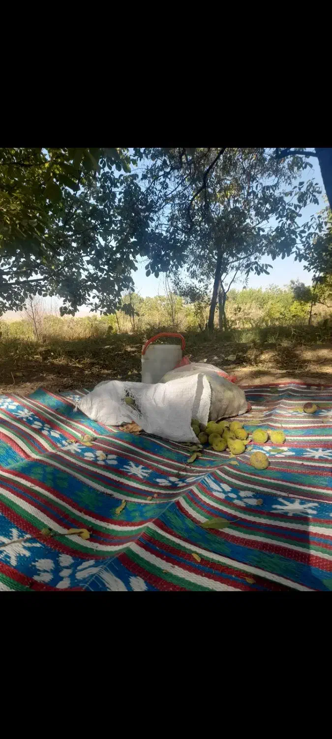 باغ گردو بادام|فروش دفتر صنعتی، کشاورزی، تجاری|نوبران, |دیوار