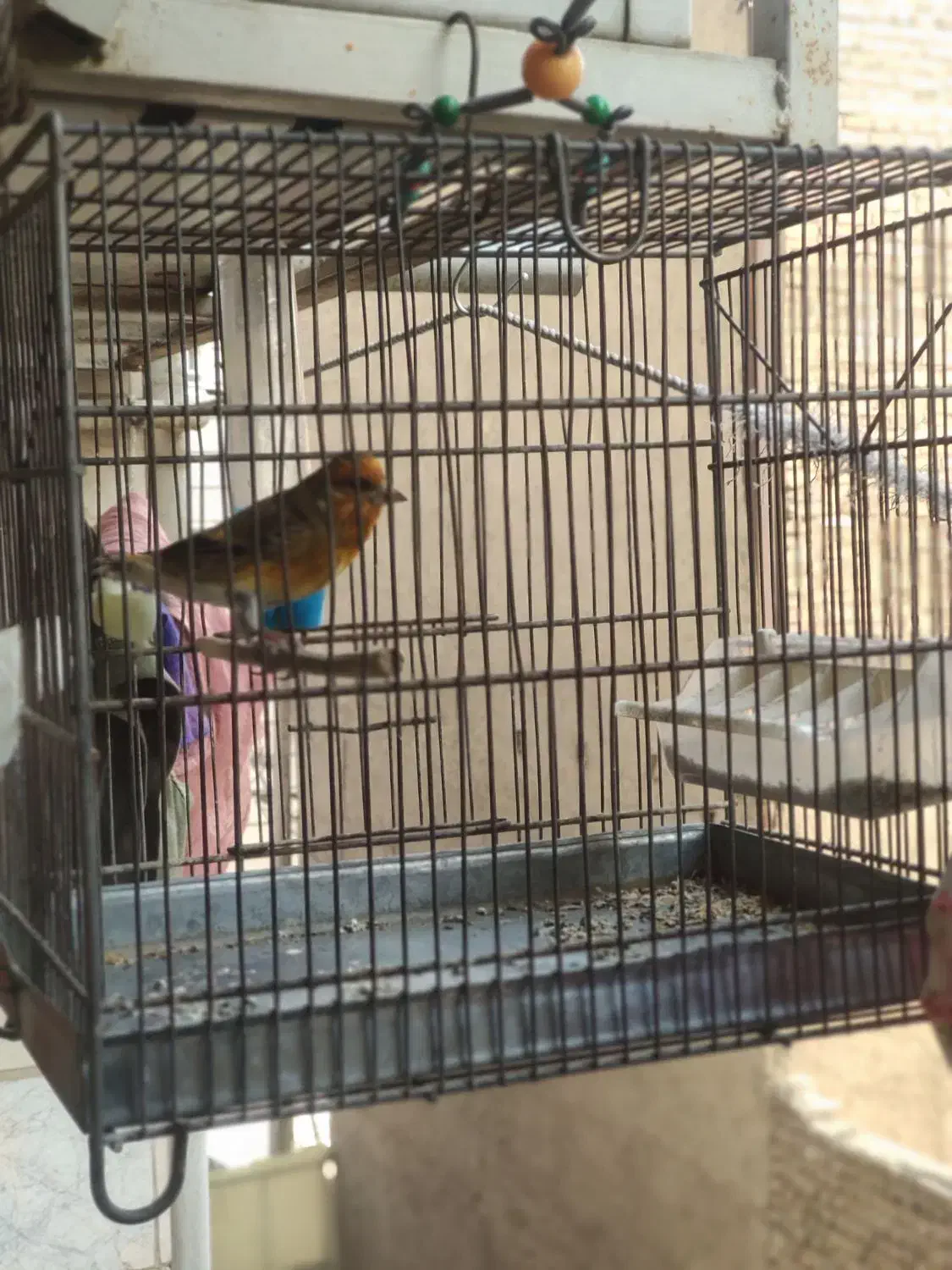 سهره قناری با قفس|پرنده|تهران, شکوفه (عبدل آباد)|دیوار