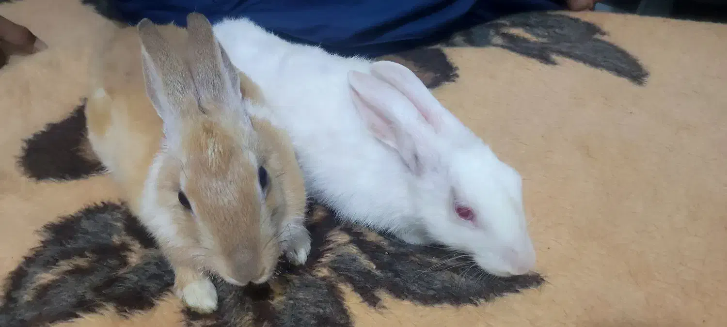 فروش خرگوش چشم قرمز سفید و قهوهای ،نر و ماده|موش و خرگوش|چابهار, |دیوار