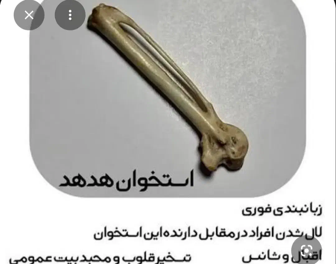 استخوان خوش شانسی هدهد|کلکسیون و سرگرمی|اهواز, سپیدار|دیوار