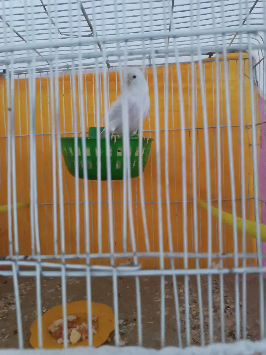 جفت قناری|پرنده|بیرجند, |دیوار