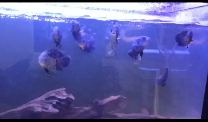 اسکار تایگر|ماهی|ارومیه, |دیوار