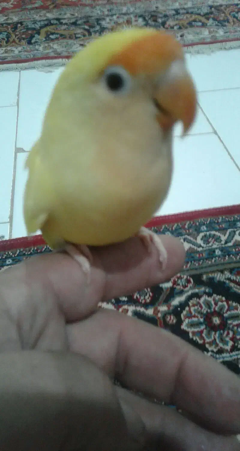 طوطی برزیلی ۱۲۰۰۰۰۰|پرنده|پاکدشت, پاکدشت (مامازند)|دیوار