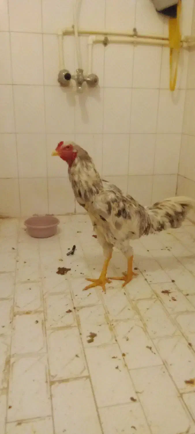 خروس|حیوانات مزرعه|مشهد, کوثر|دیوار