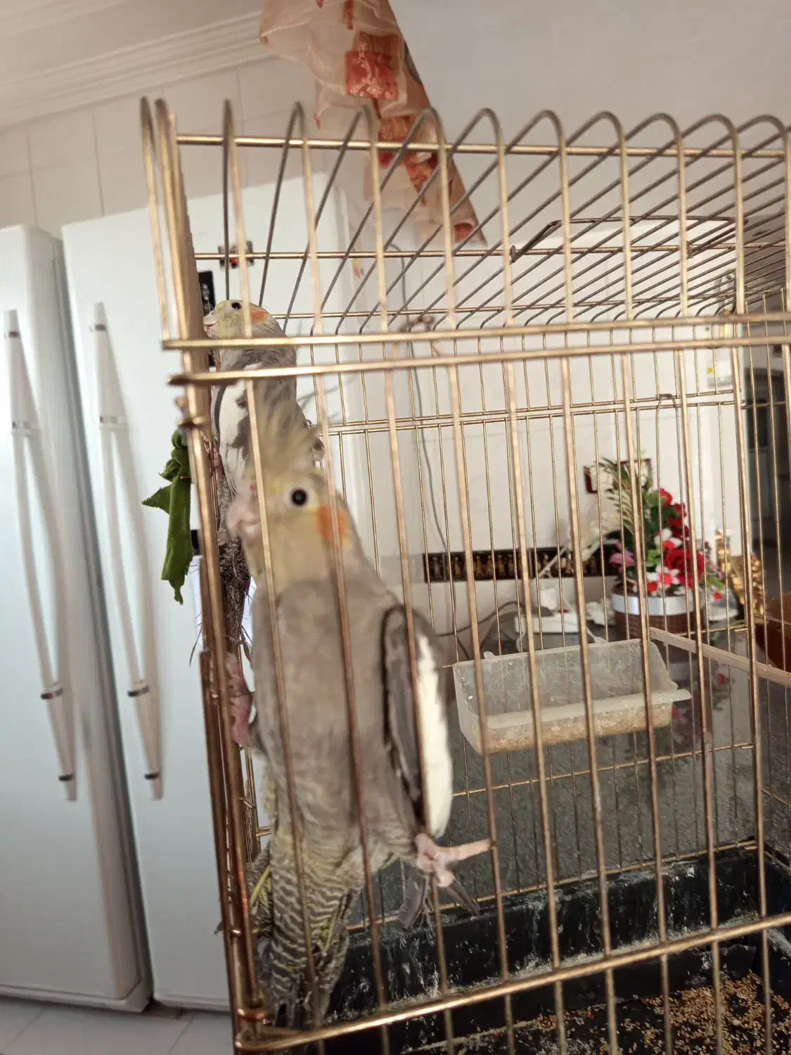 عروس هلندی هشت ماهه|پرنده|شاهرود, |دیوار