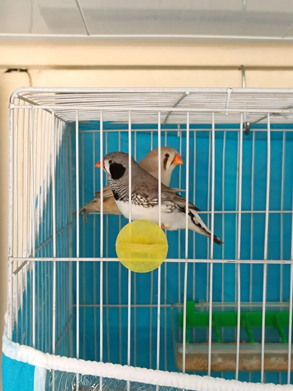 دو جفت فنچ|پرنده|کلاله, |دیوار