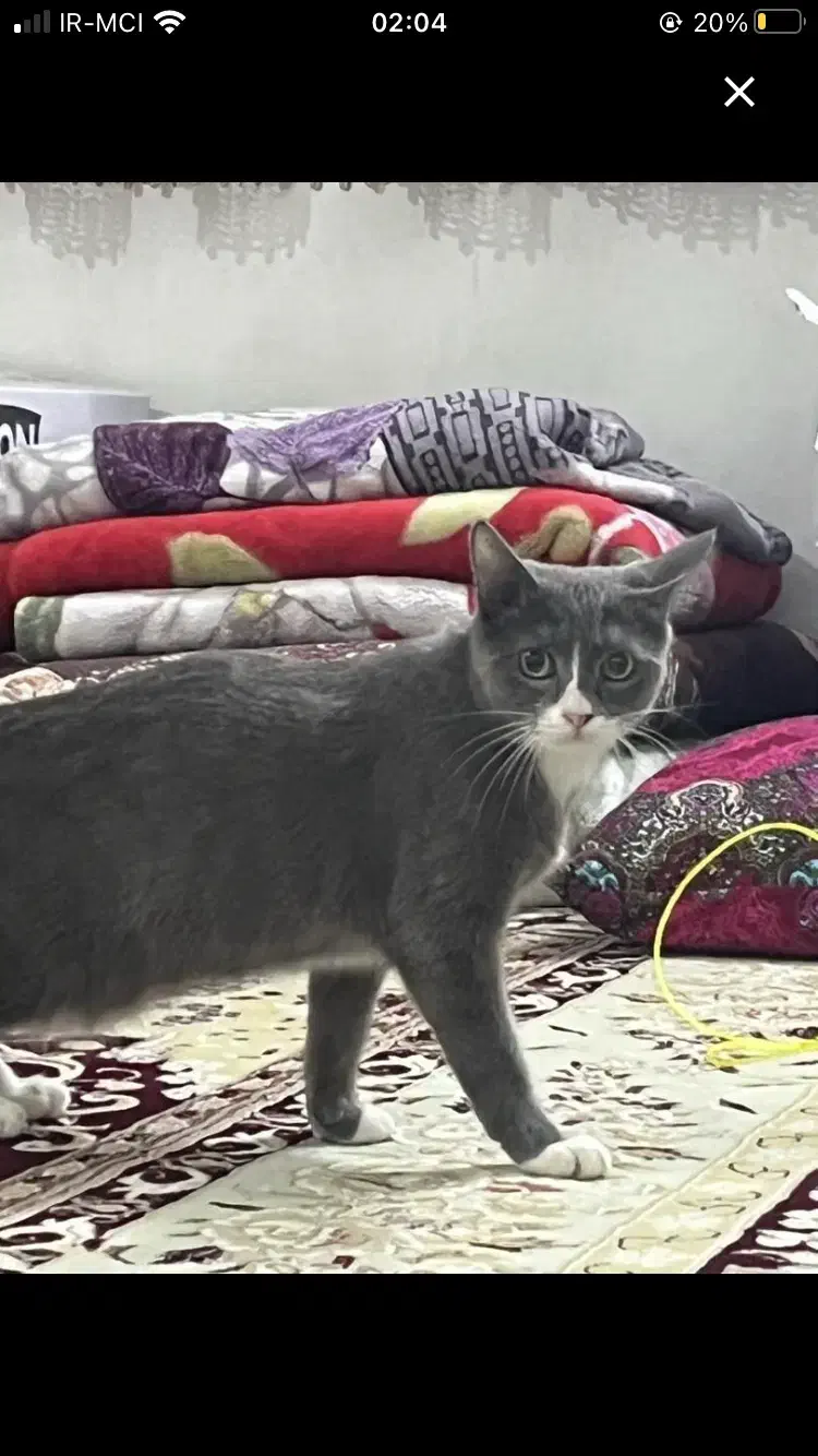 گربه گمشده|حیوانات|تبریز, |دیوار