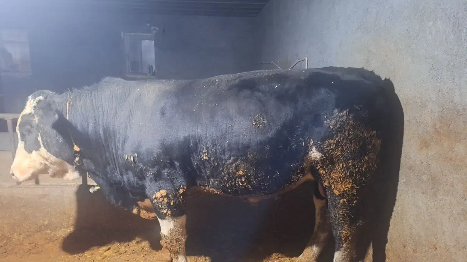 گوساله گوشتی|حیوانات مزرعه|ماهیدشت, |دیوار