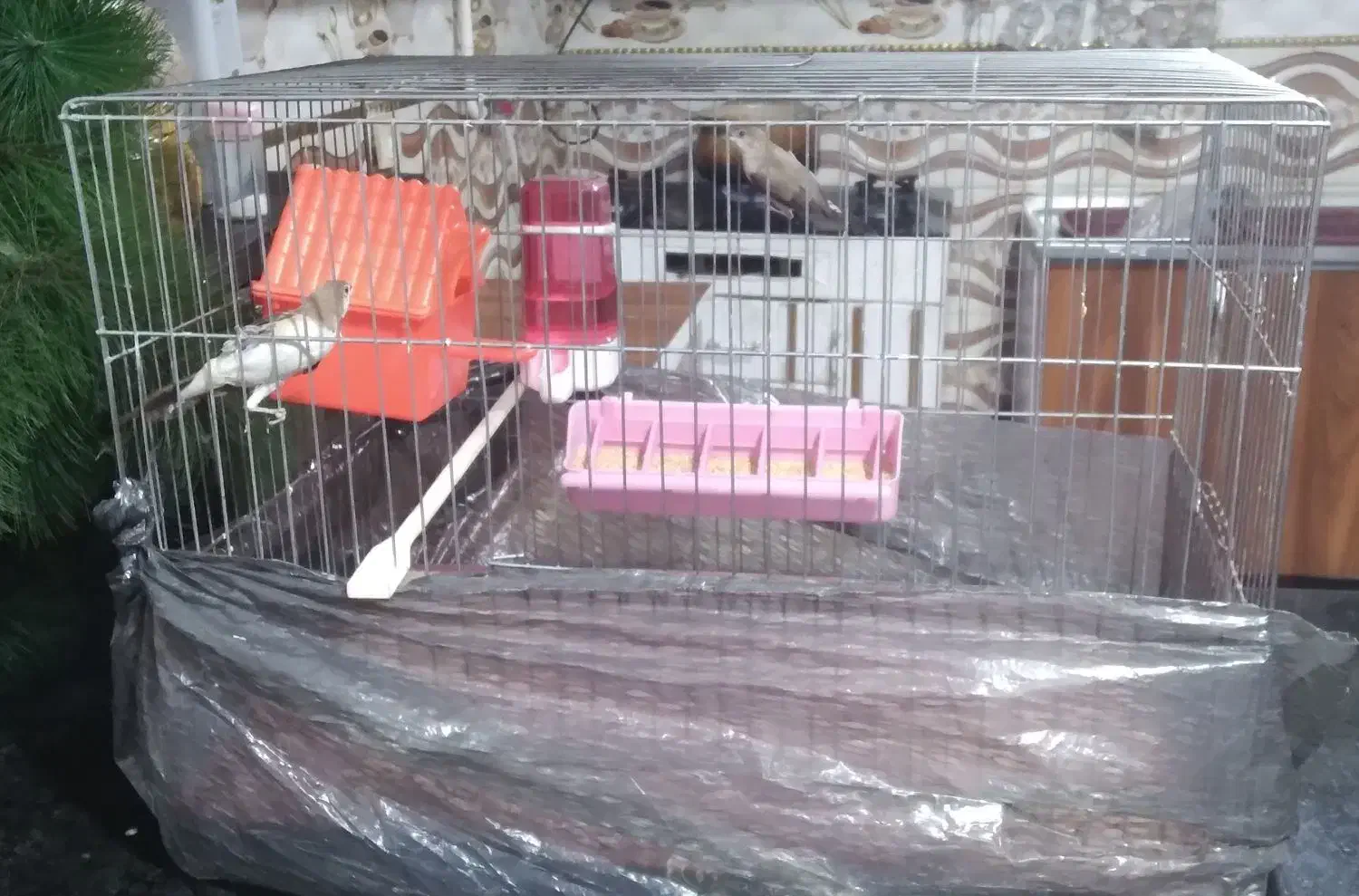 یک جفت فنچ با قفس|پرنده|ایرانشهر, |دیوار