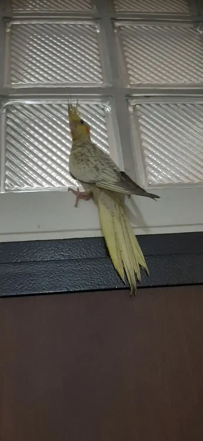 عروس هلندی سخنگو|پرنده|تهران, سبلان (لشگر)|دیوار