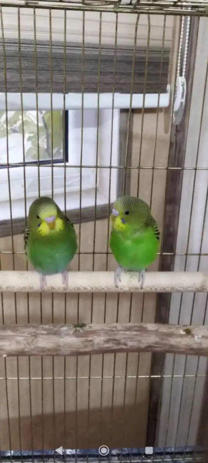 مرغ عشق|پرنده|شیراز, باغ تخت|دیوار