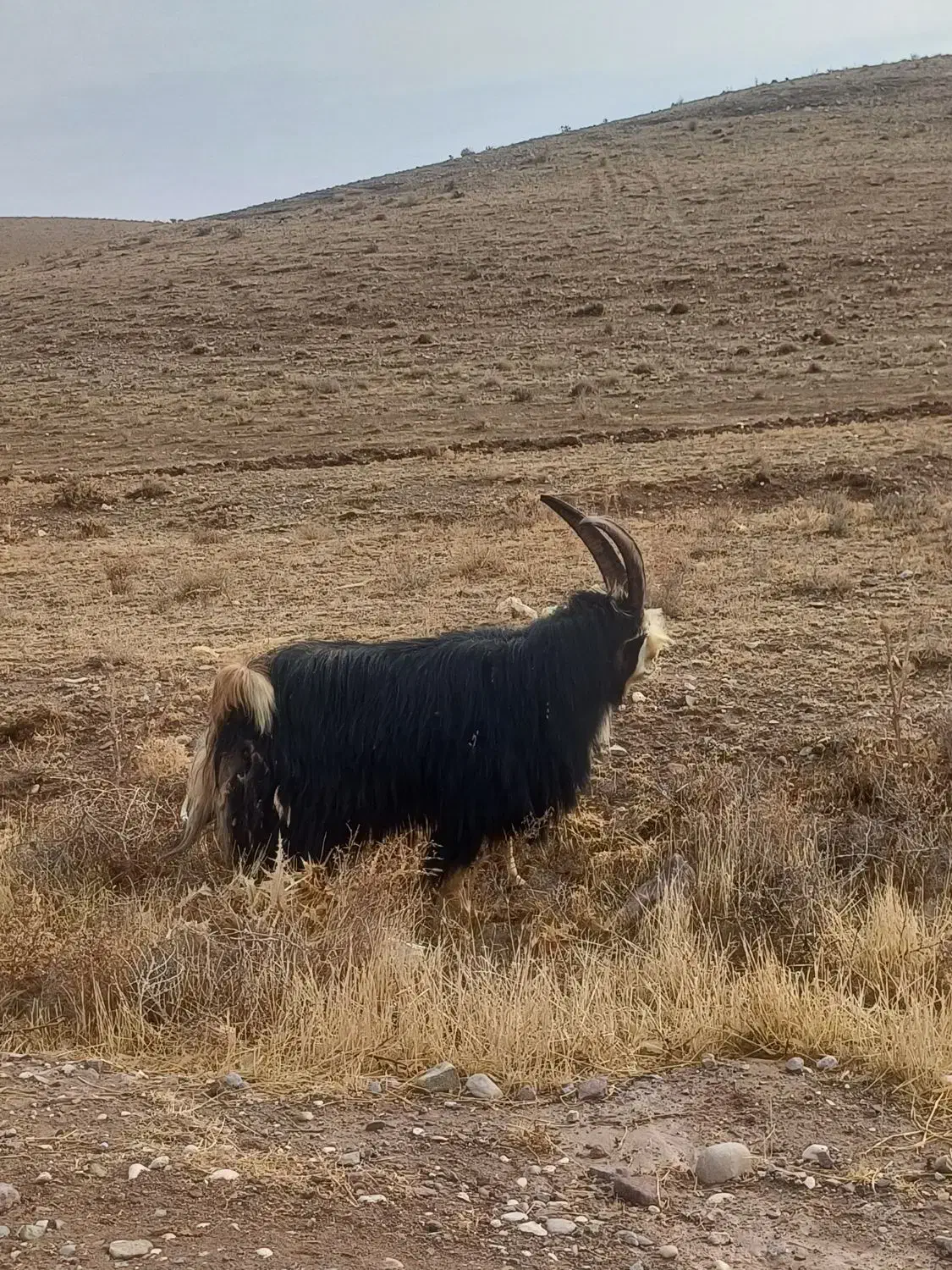 نر بز شیرازی|حیوانات مزرعه|خرمدشت, |دیوار