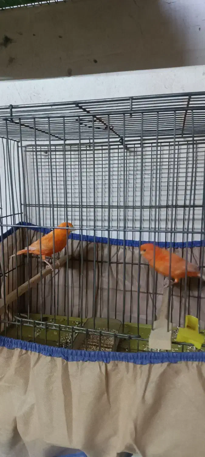 قناری|پرنده|فیرورق, |دیوار