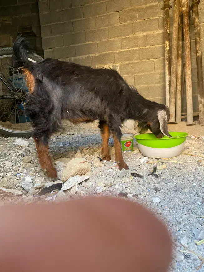 بز در کنکان|حیوانات مزرعه|بندر کنگان, |دیوار