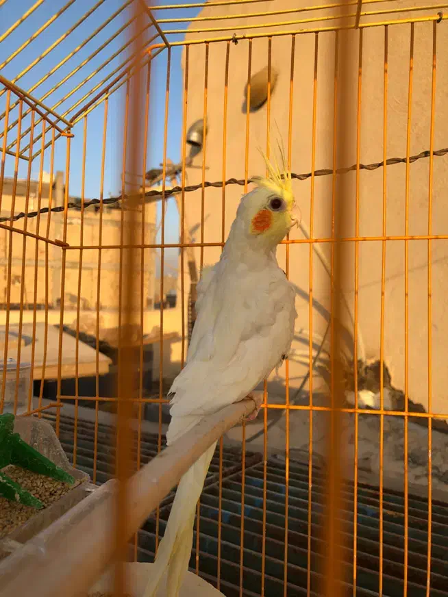 طوطی برزیلی،عروس هلندی مولد،جوان،سرلاکی|پرنده|گلستان (تهران), |دیوار