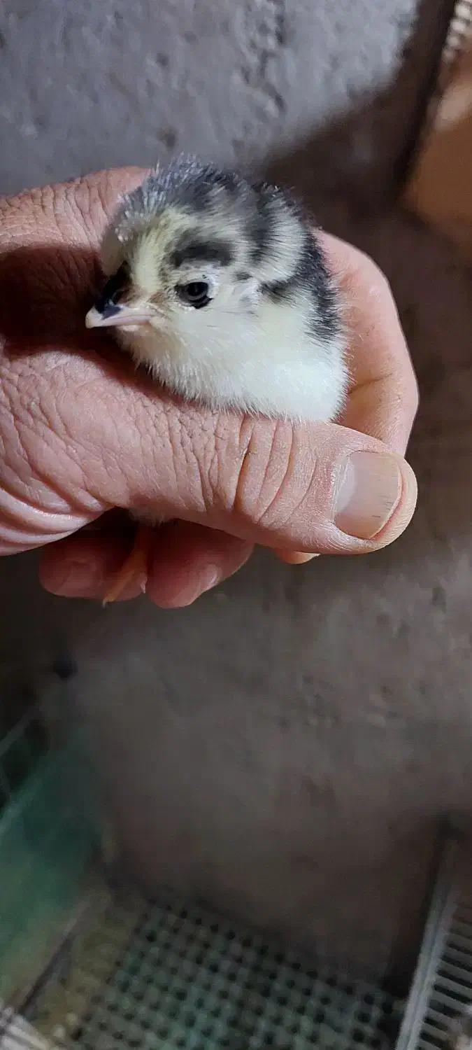 تخم نطفه دار گلین|حیوانات مزرعه|بابکان, |دیوار