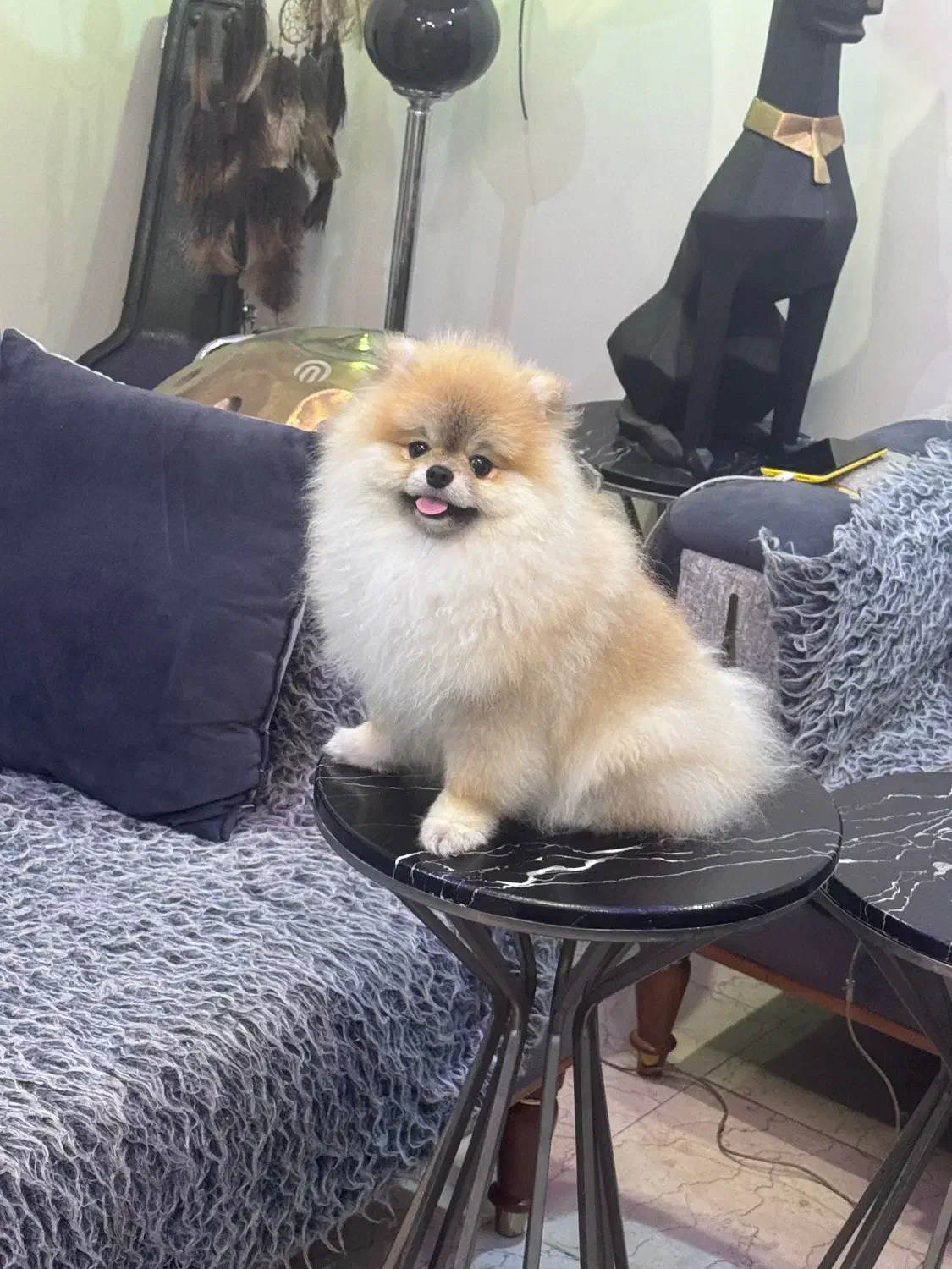 سگ پامرانین اصیل اگهی شخصی|سگ|تهران, سازمان برنامه جنوبی|دیوار