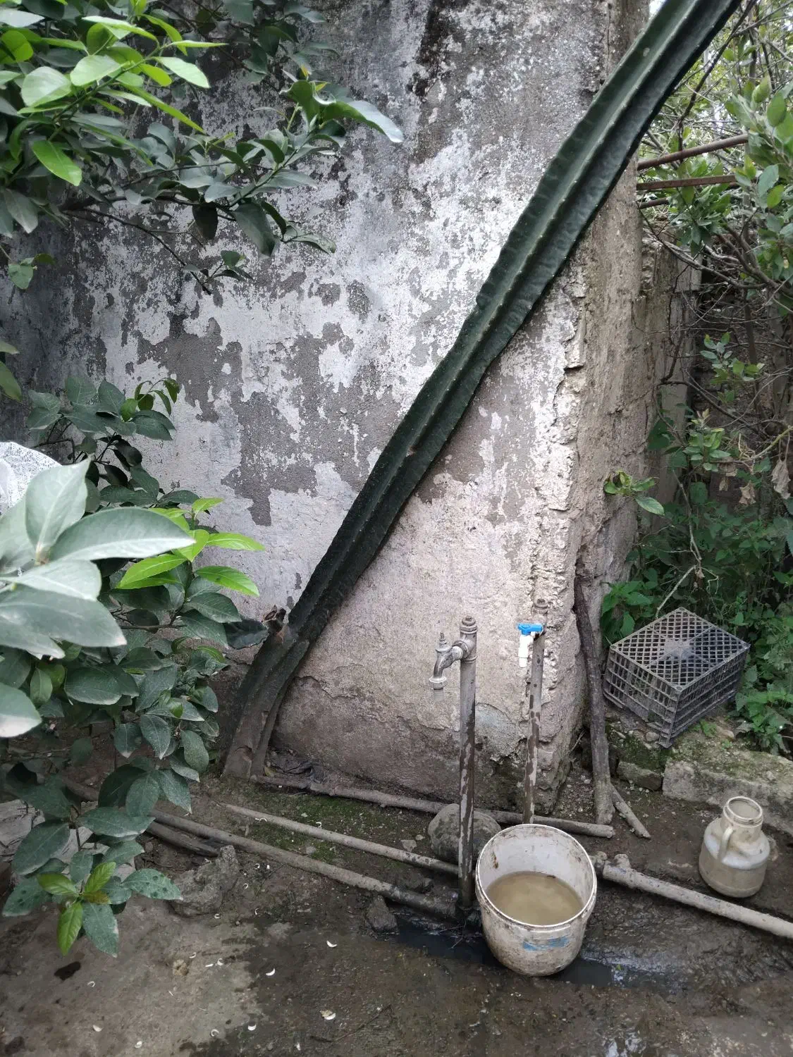 گل کاکتوس قیمت توافقی|گل و گیاه طبیعی|گتاب, |دیوار