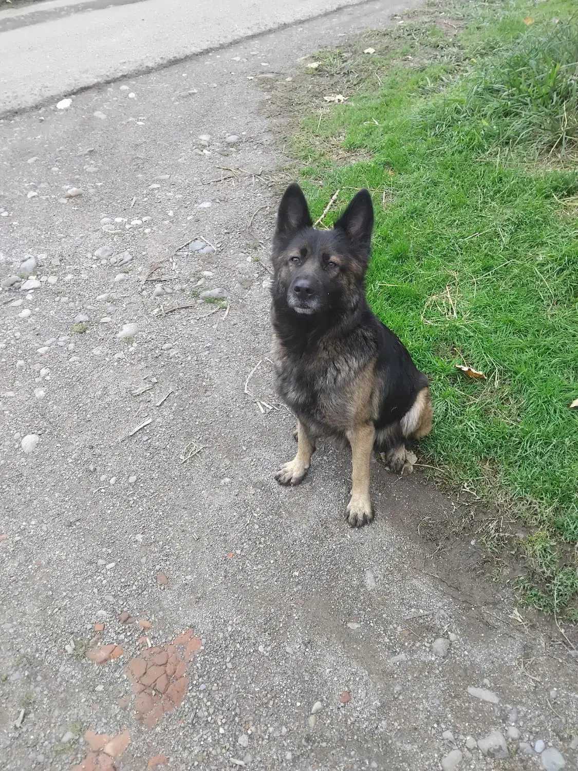 سگ ژرمن شیش انگشت|سگ|اطاقور, |دیوار