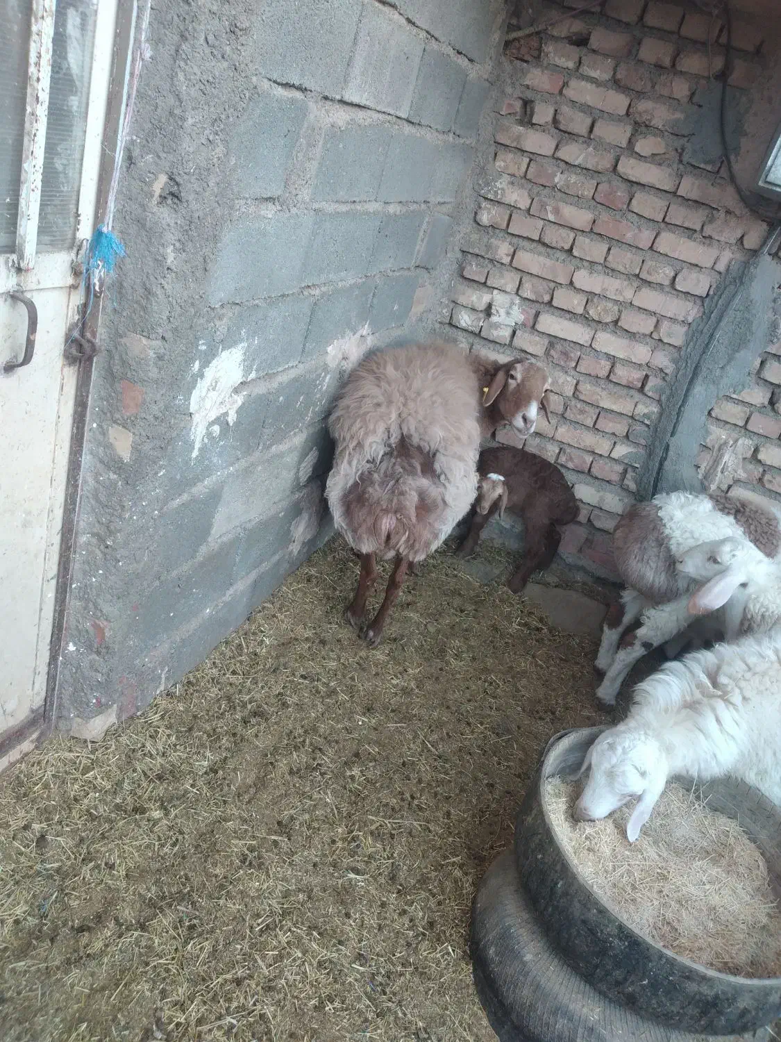 میش چینی با بره|حیوانات مزرعه|بیرجند, |دیوار