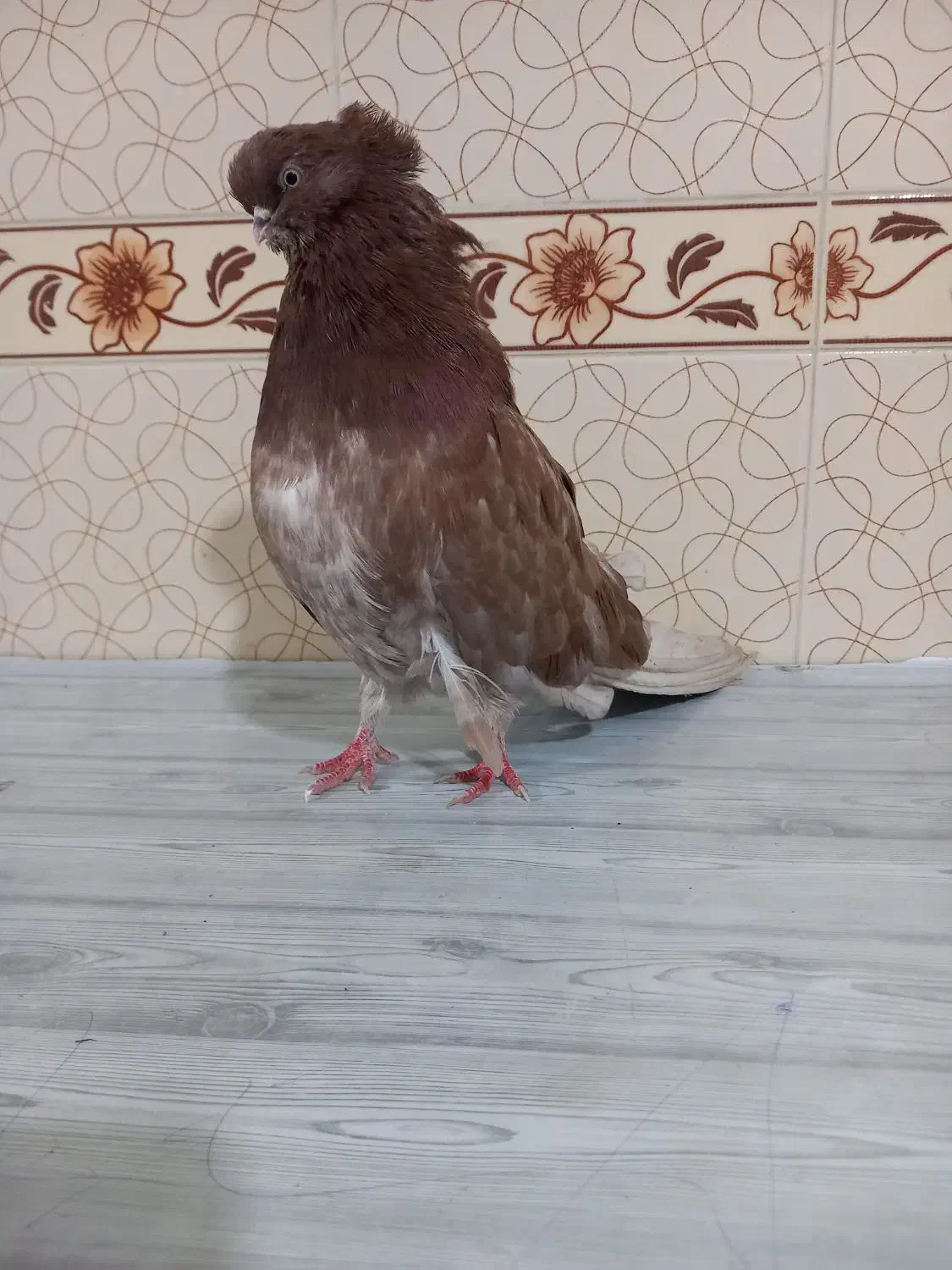 کبوتر سرور نو قنار ریز|پرنده|میانه, |دیوار