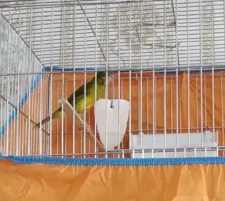 قناری نر|پرنده|قزوین, |دیوار