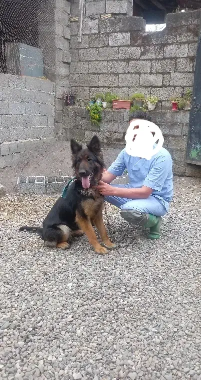 واگذاری سگ ژرمن|سگ|رودبنه, |دیوار