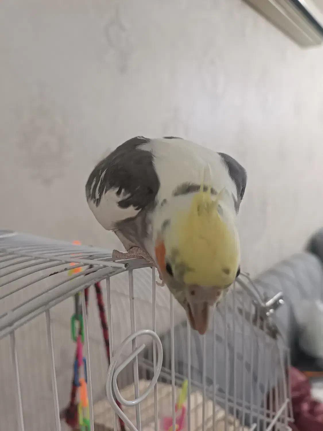 عروس نر ابلق|پرنده|کرج, حیدرآباد|دیوار