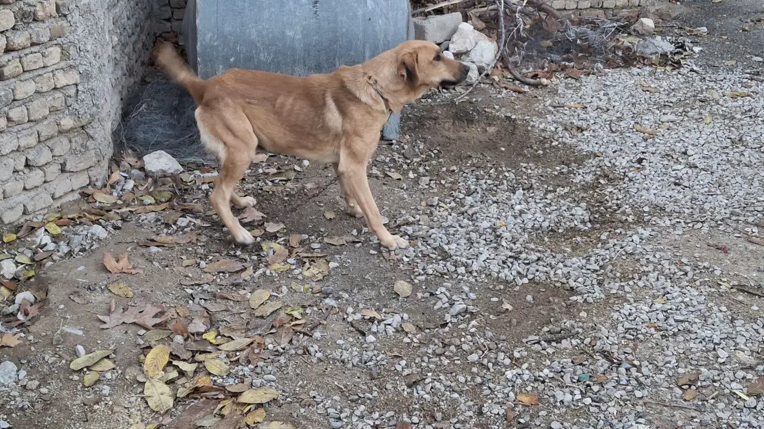 سگ سگ|سگ|اصفهان, بوستان کوهستانی صفه|دیوار